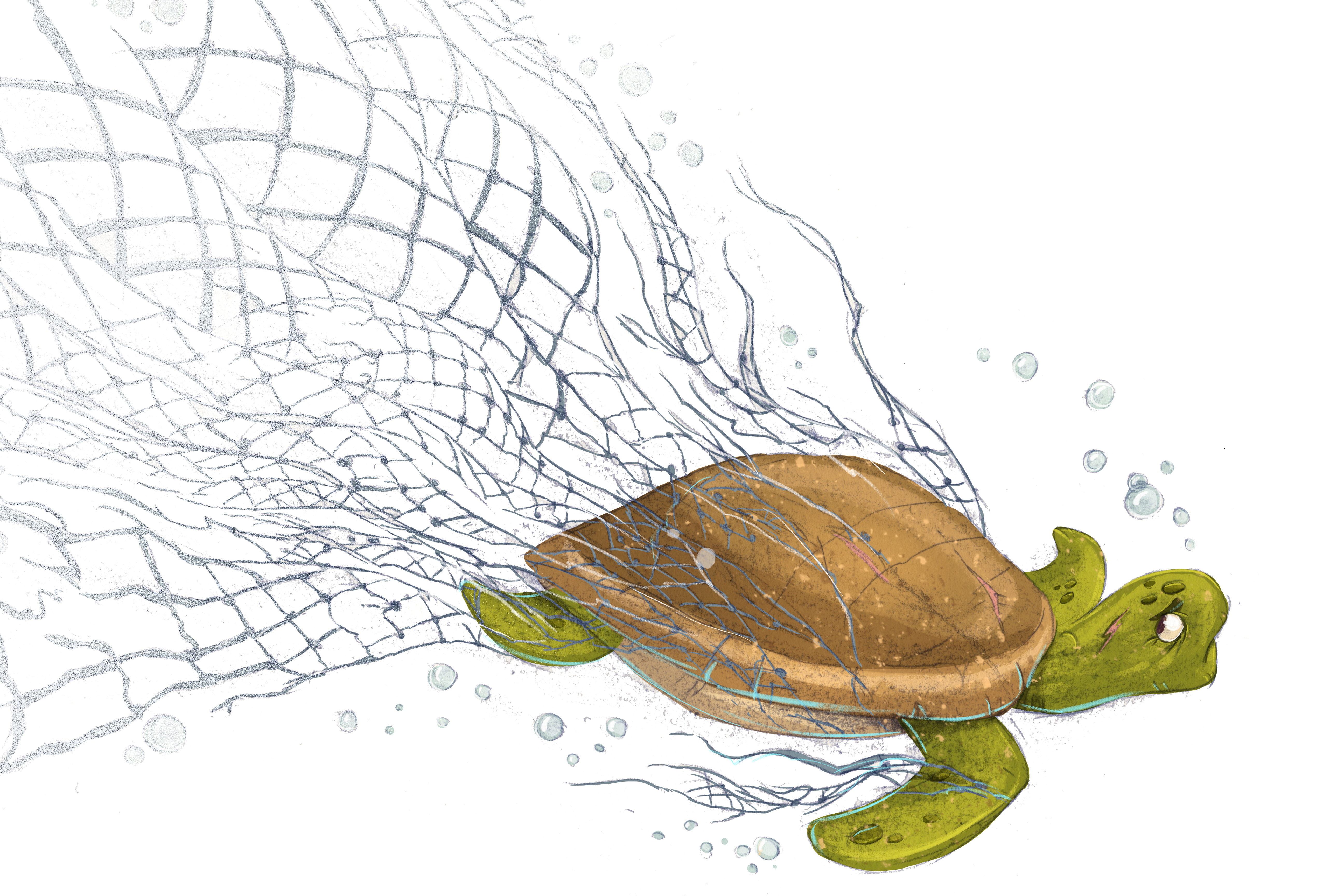 L'importanza del centro recupero tartarughe a Linosa 